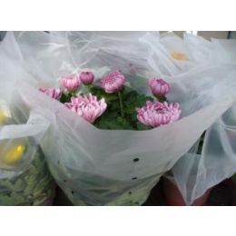 HOUSSES CHRYSANTHEME